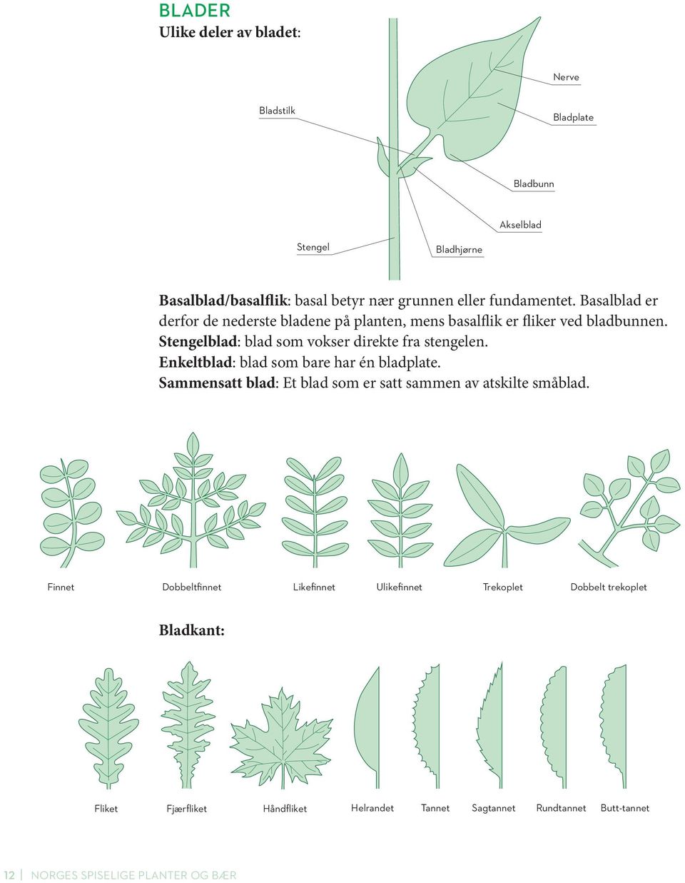 Stengelblad: blad som vokser direkte fra stengelen. Enkeltblad: blad som bare har én bladplate.