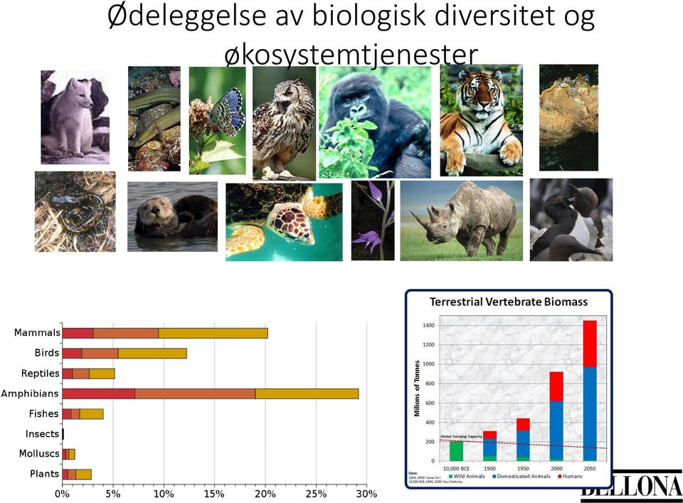 diversitet og