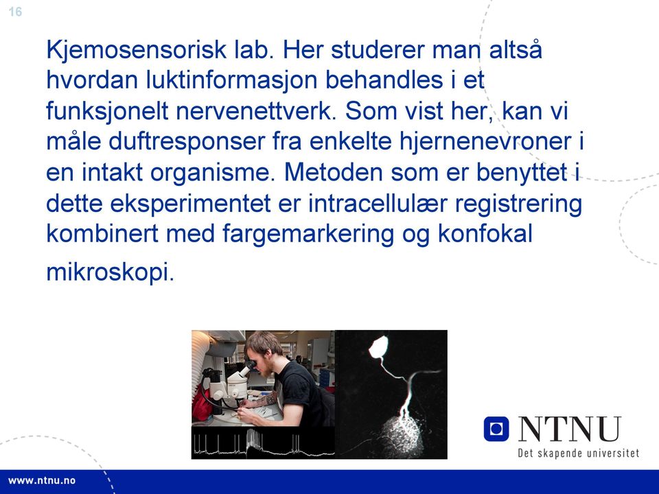 nervenettverk.