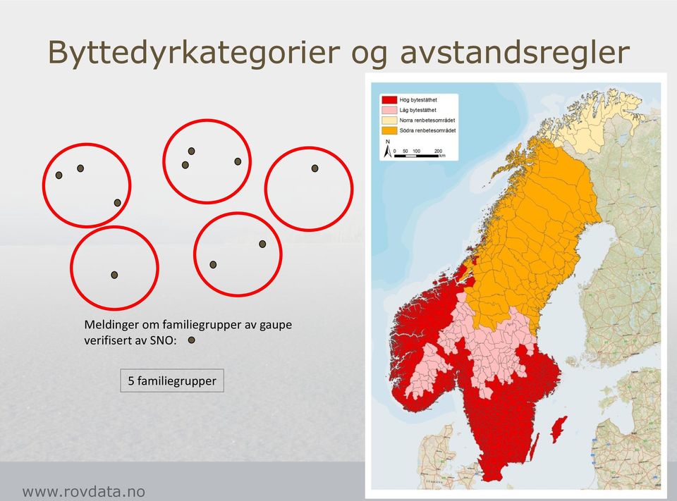 familiegrupper av gaupe