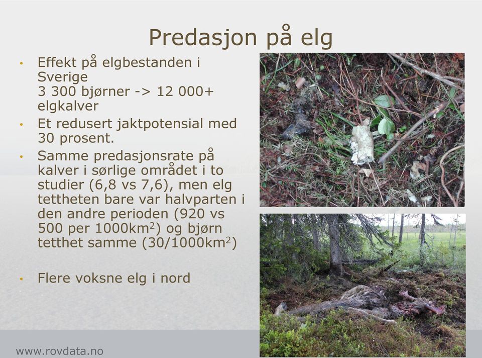 Samme predasjonsrate på kalver i sørlige området i to studier (6,8 vs 7,6), men elg