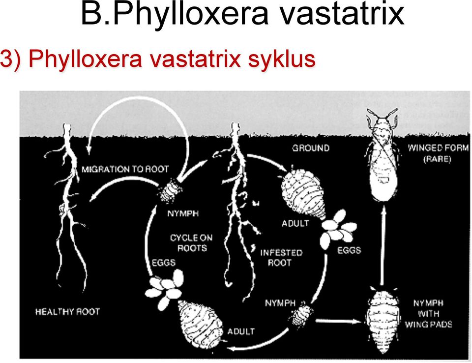 Phylloxera