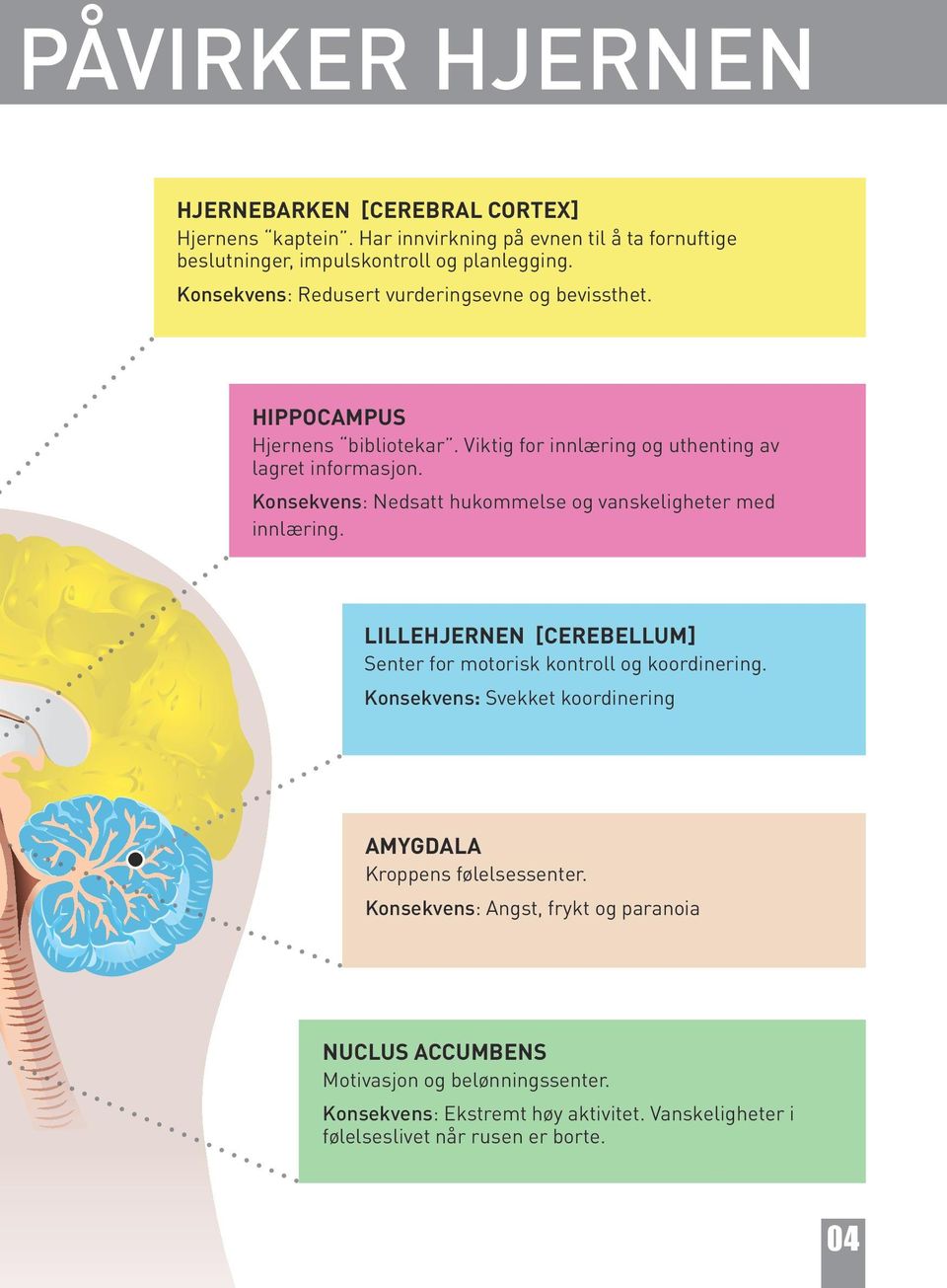 Konsekvens: Nedsatt hukommelse og vanskeligheter med innlæring. LILLEHJERNEN [CEREBELLUM] Senter for motorisk kontroll og koordinering.