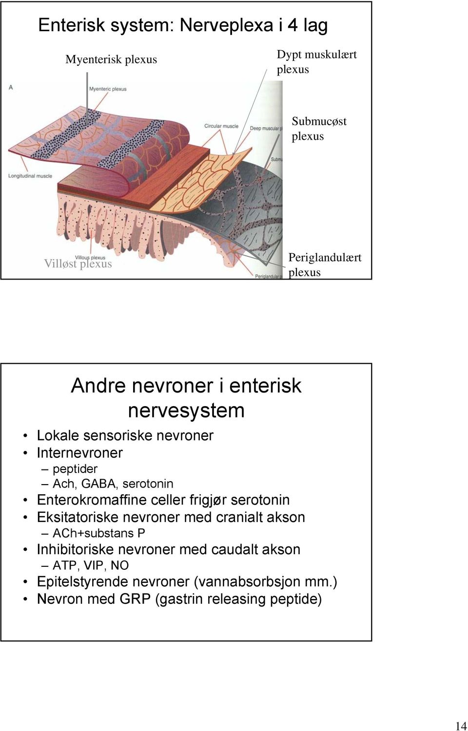 serotonin Enterokromaffine celler frigjør serotonin Eksitatoriske nevroner med cranialt akson ACh+substans P