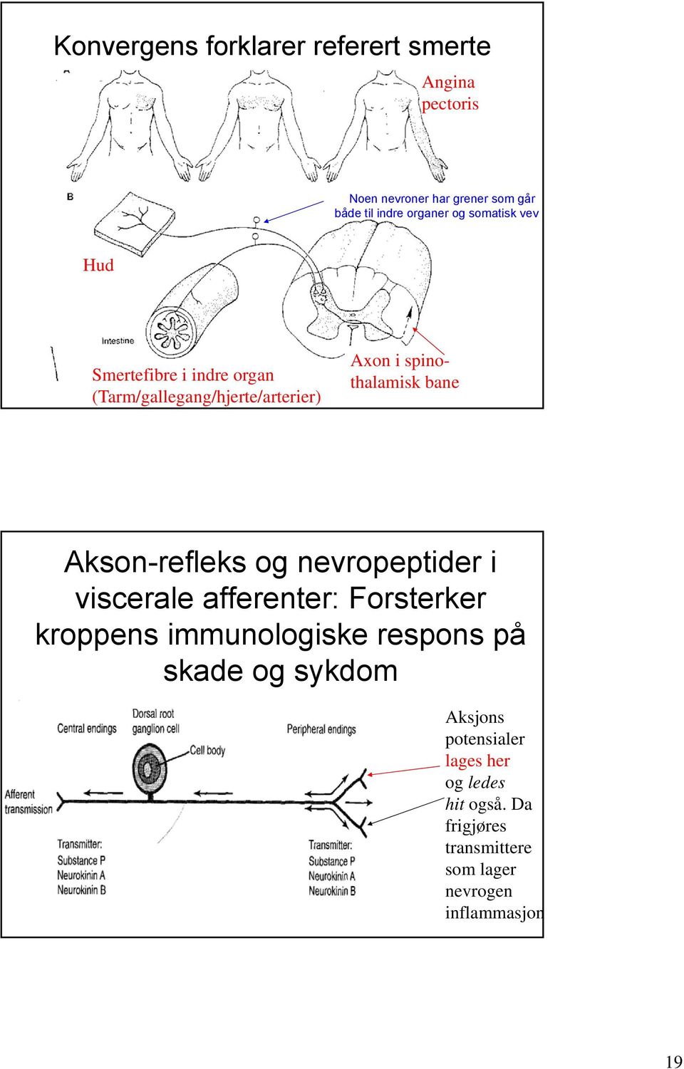 Akson-refleks og nevropeptider i viscerale afferenter: Forsterker kroppens immunologiske respons på skade og