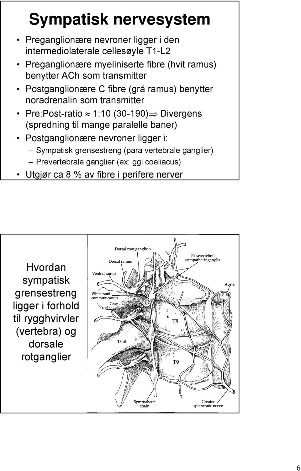 (spredning til mange paralelle baner) Postganglionære nevroner ligger i: Sympatisk grensestreng (para vertebrale ganglier) Prevertebrale ganglier