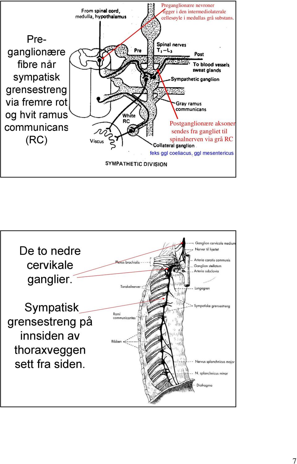 Postganglionære aksoner sendes fra gangliet til spinalnerven via grå RC feks ggl coeliacus, ggl