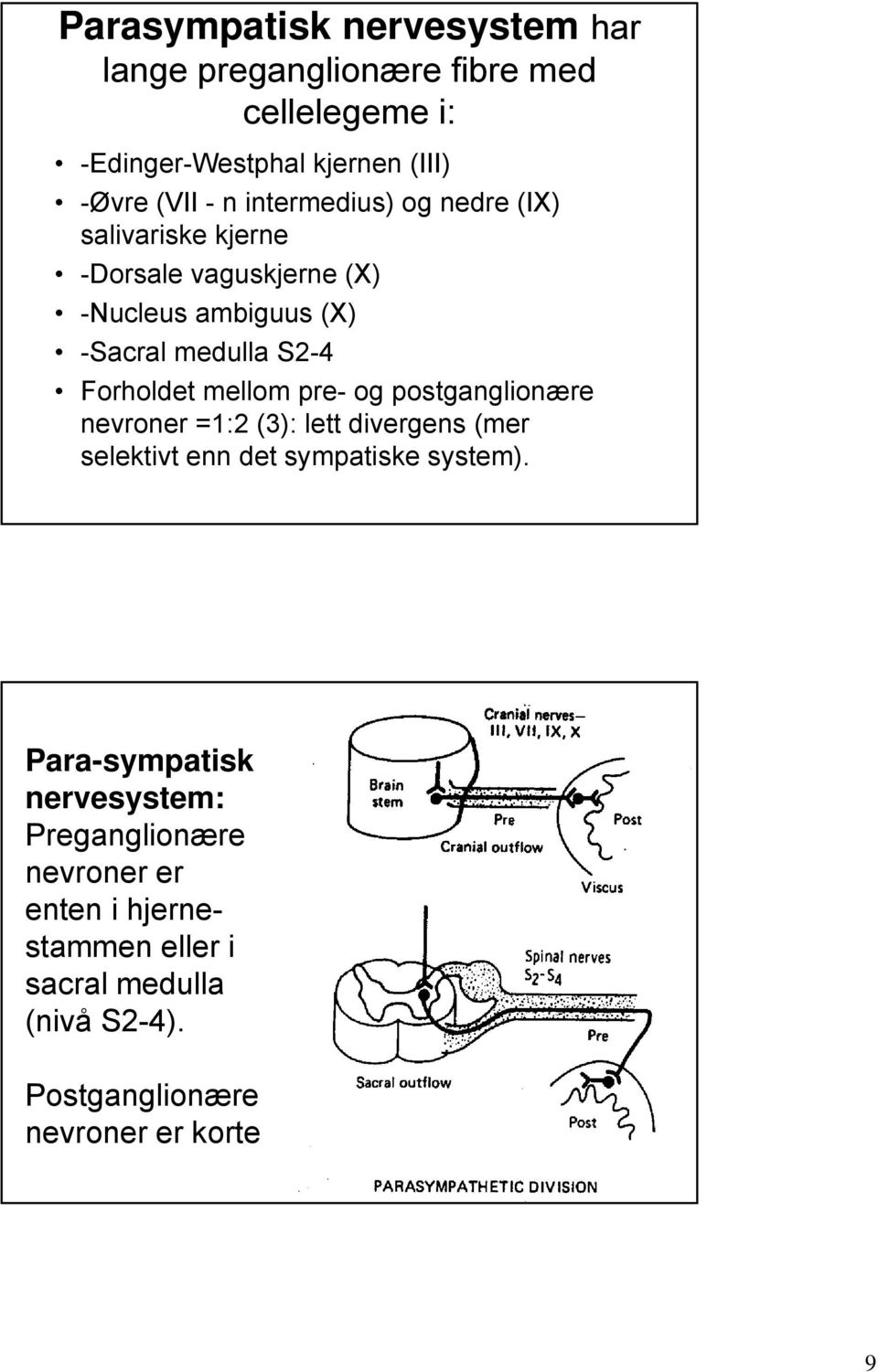 mellom pre- og postganglionære nevroner =1:2 (3): lett divergens (mer selektivt enn det sympatiske system).