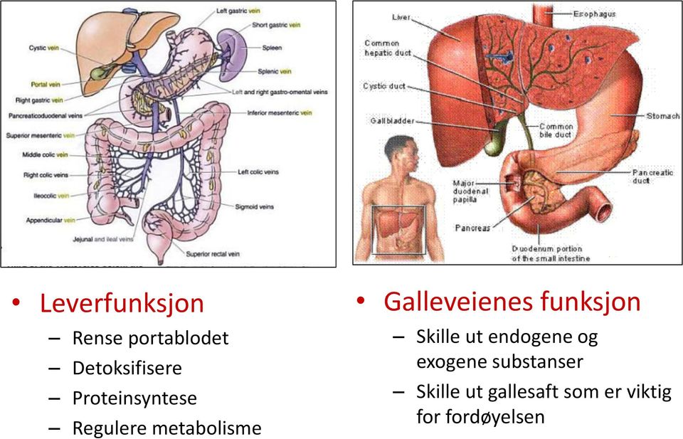 funksjon Skille ut endogene og exogene