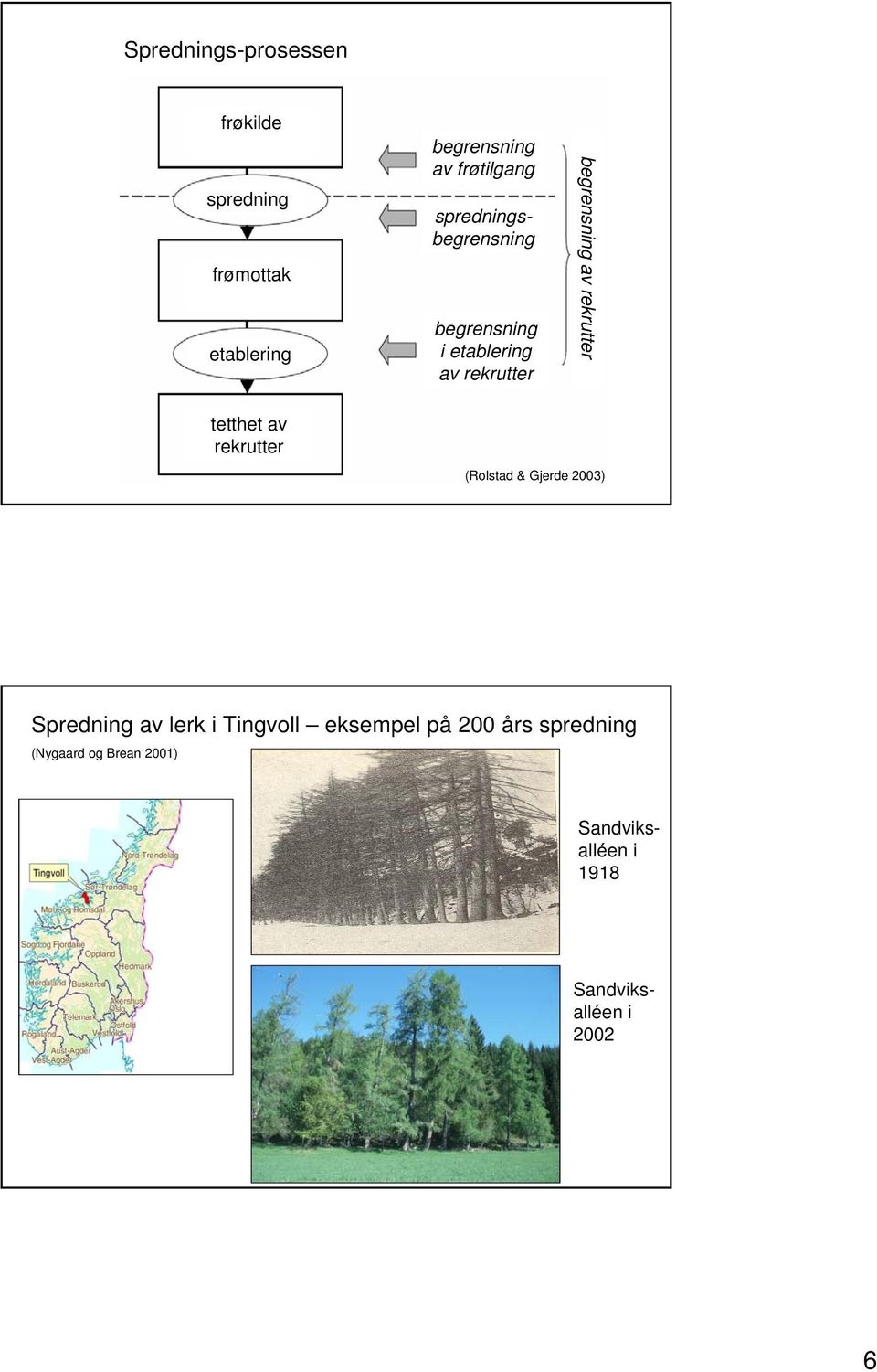 (Rolstad & Gjerde 2003) Spredning av lerk i Tingvoll eksempel på 200 års spredning
