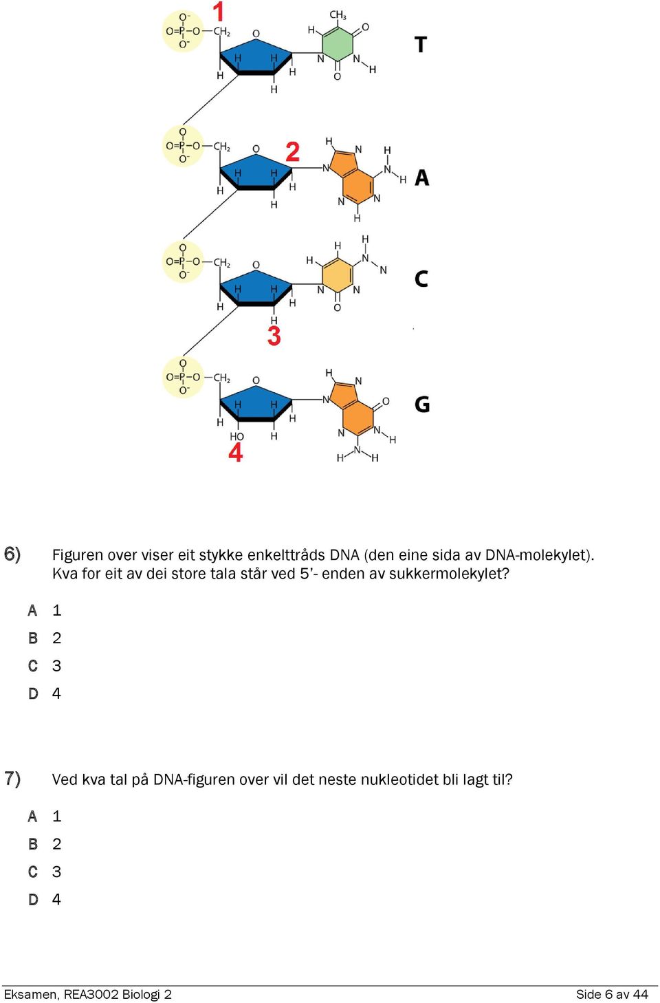 Kva for eit av dei store tala står ved 5 - enden av sukkermolekylet?