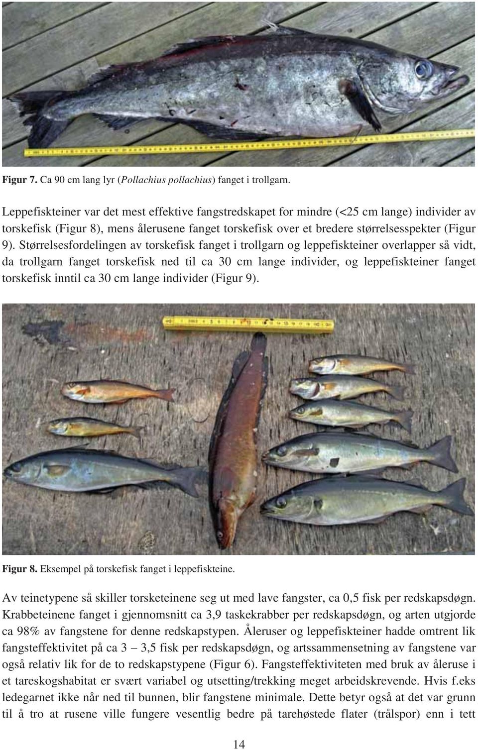 Størrelsesfordelingen av torskefisk fanget i trollgarn og leppefiskteiner overlapper så vidt, da trollgarn fanget torskefisk ned til ca 3 cm lange individer, og leppefiskteiner fanget torskefisk