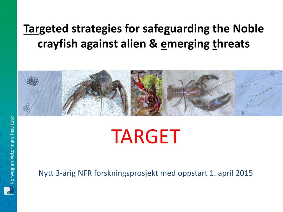 emerging threats TARGET Nytt 3-årig NFR