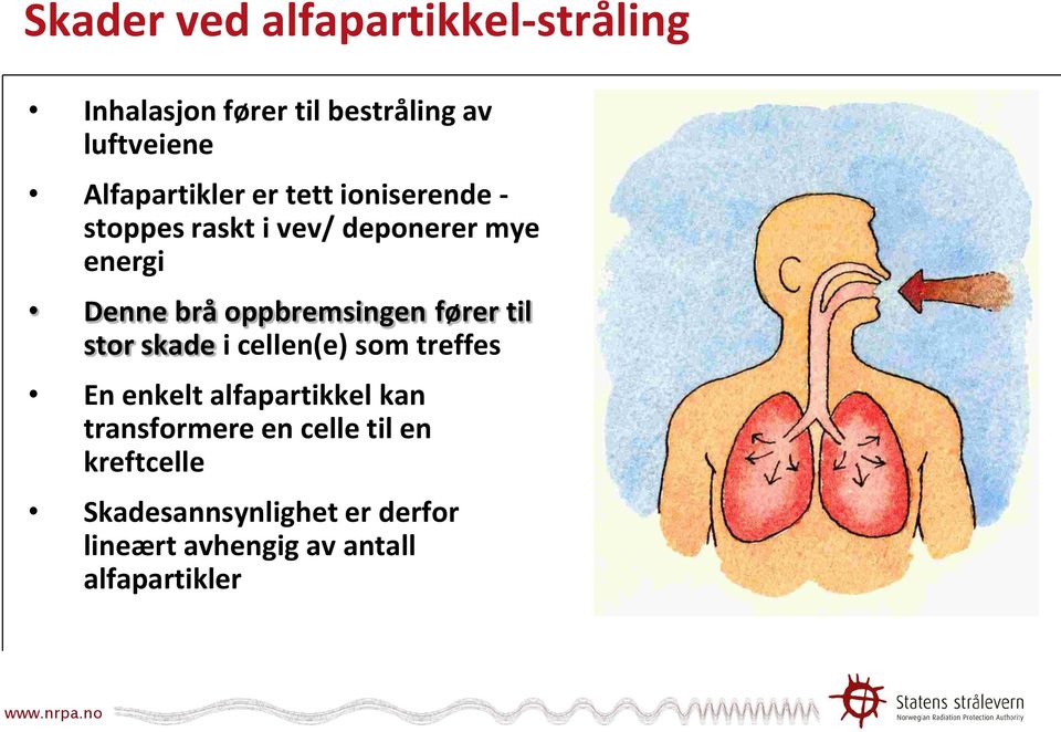 oppbremsingen fører til stor skade i cellen(e) som treffes En enkelt alfapartikkel kan