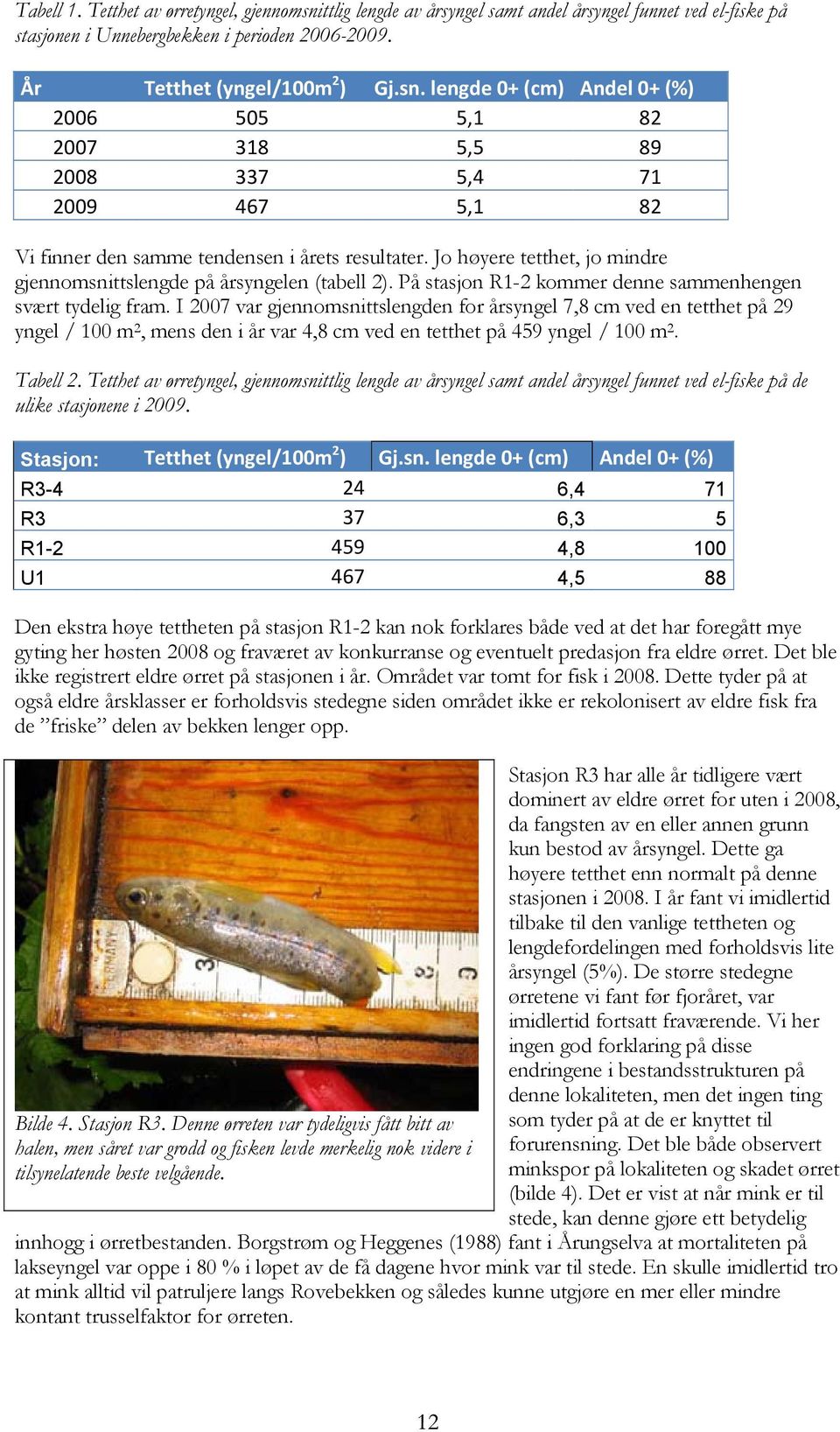 I 27 var gjennomsnittslengden for årsyngel 7,8 cm ved en tetthet på 29 yngel / 1 m 2, mens den i år var 4,8 cm ved en tetthet på 459 yngel / 1 m 2. Tabell 2.