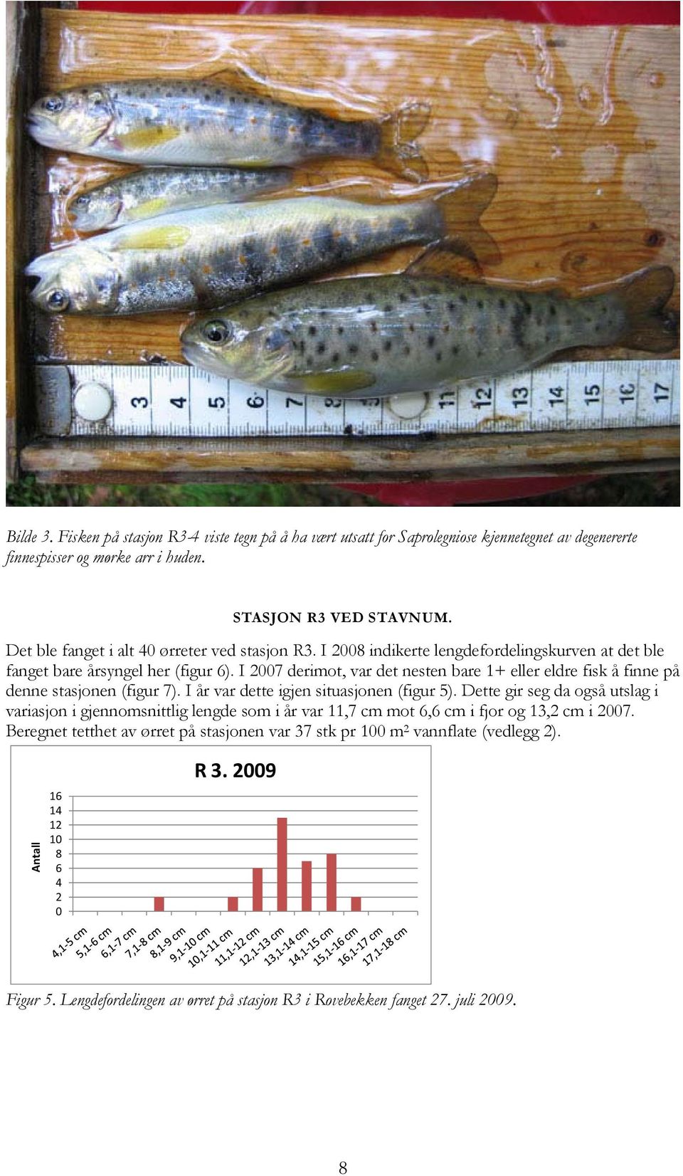 I 27 derimot, var det nesten bare 1+ eller eldre fisk å finne på denne stasjonen (figur 7). I år var dette igjen situasjonen (figur 5).