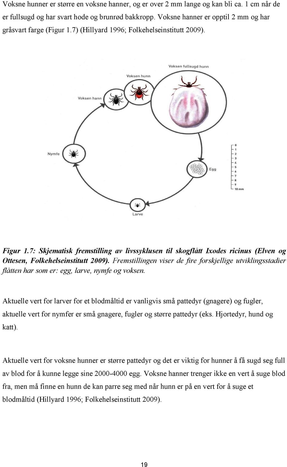 7: Skjematisk fremstilling av livssyklusen til skogflått Ixodes ricinus (Elven og Ottesen, Folkehelseinstitutt 2009).