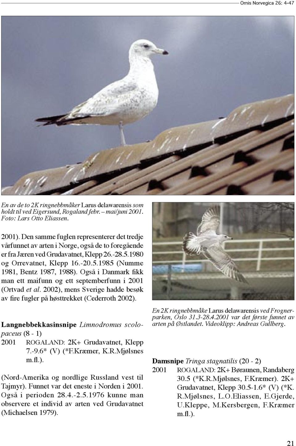 Også i Danmark fikk man ett maifunn og ett septemberfunn i 2001 (Ortvad et al. 2002), mens Sverige hadde besøk av fire fugler på høsttrekket (Cederroth 2002).