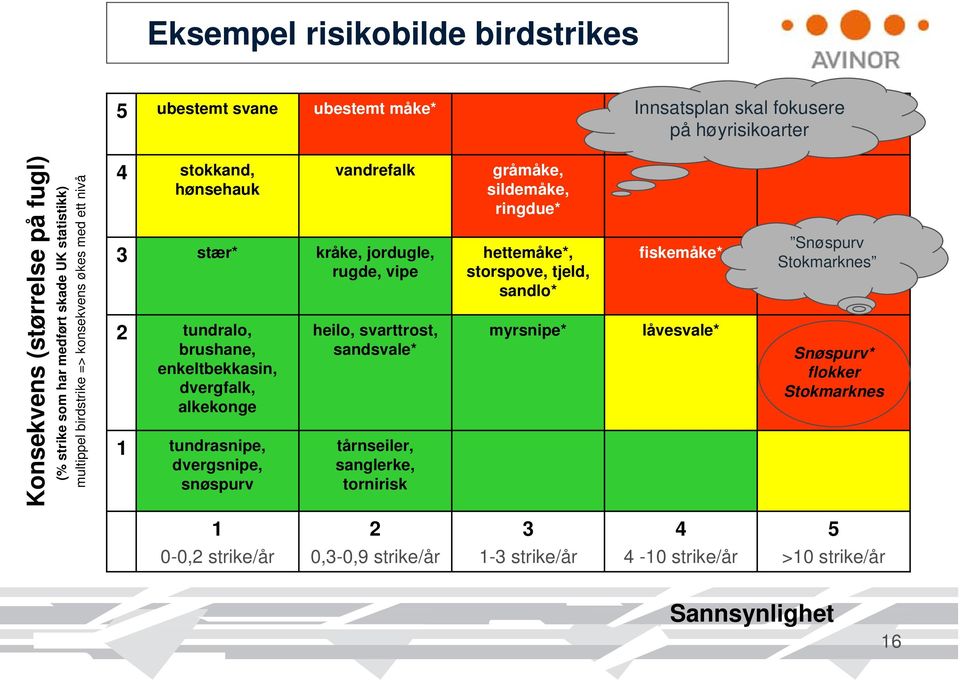 dvergfalk, alkekonge 1 tundrasnipe, dvergsnipe, snøspurv heilo, svarttrost, sandsvale* tårnseiler, sanglerke, tornirisk gråmåke, sildemåke, ringdue* hettemåke*, storspove, tjeld,