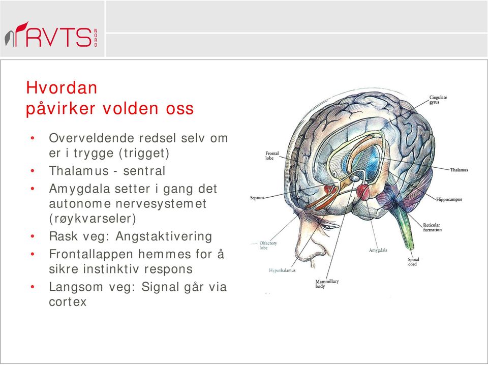 nervesystemet (røykvarseler) Rask veg: Angstaktivering Frontallappen