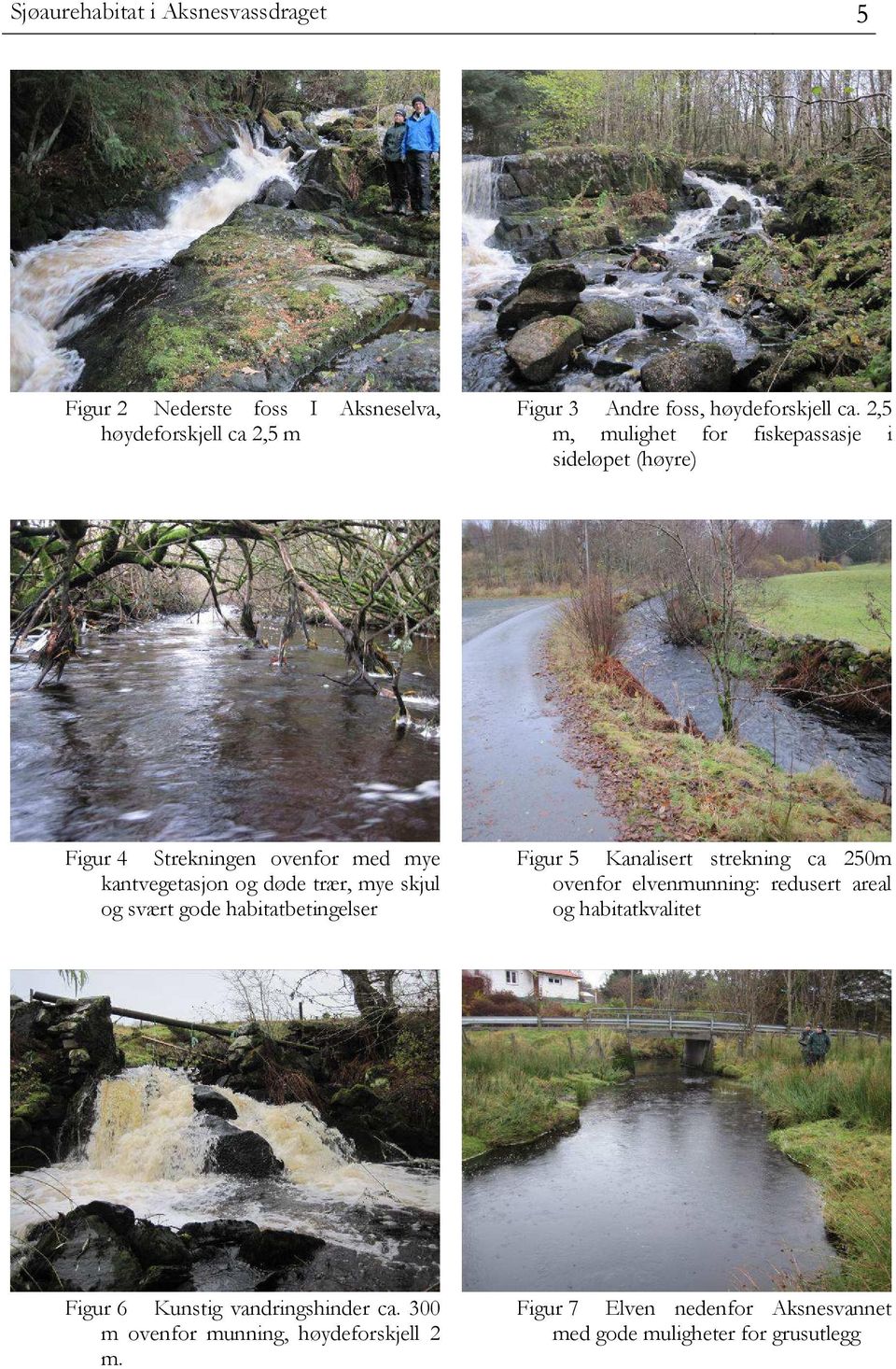svært gode habitatbetingelser Figur 5 Kanalisert strekning ca 250m ovenfor elvenmunning: redusert areal og habitatkvalitet Figur 6
