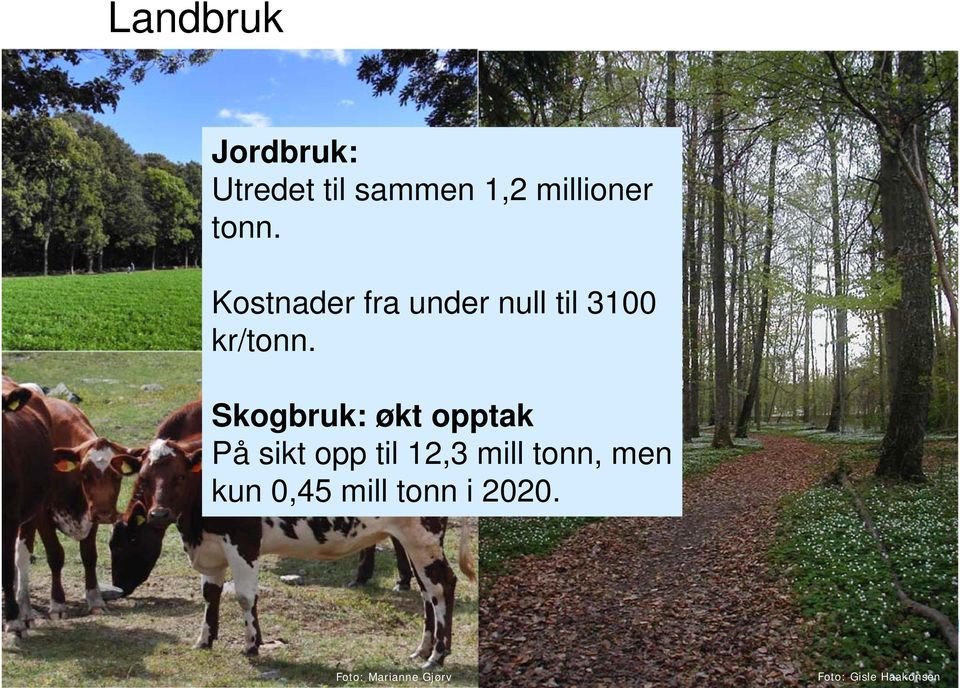 Skogbruk: økt opptak På sikt opp til 12,3 mill tonn, men kun 0,45