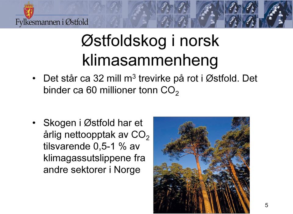 Det binder ca 60 millioner tonn CO 2 Skogen i Østfold har et