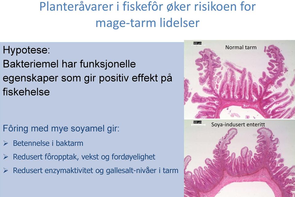 tarm Fôring med mye soyamel gir: B: Soyamel Soya-indusert enteritt Betennelse i baktarm