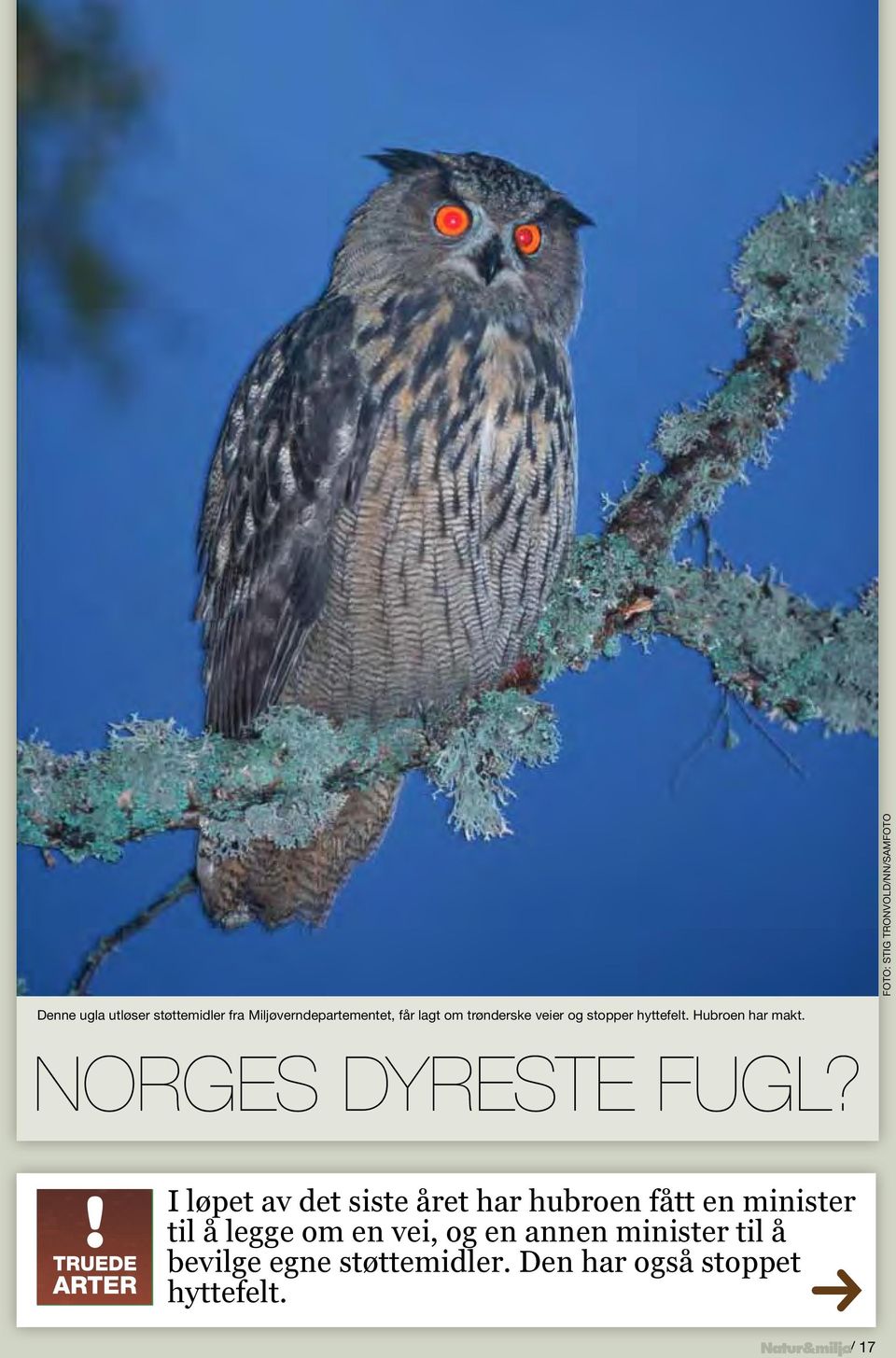 Hubroen har makt. Norges dyreste fugl?