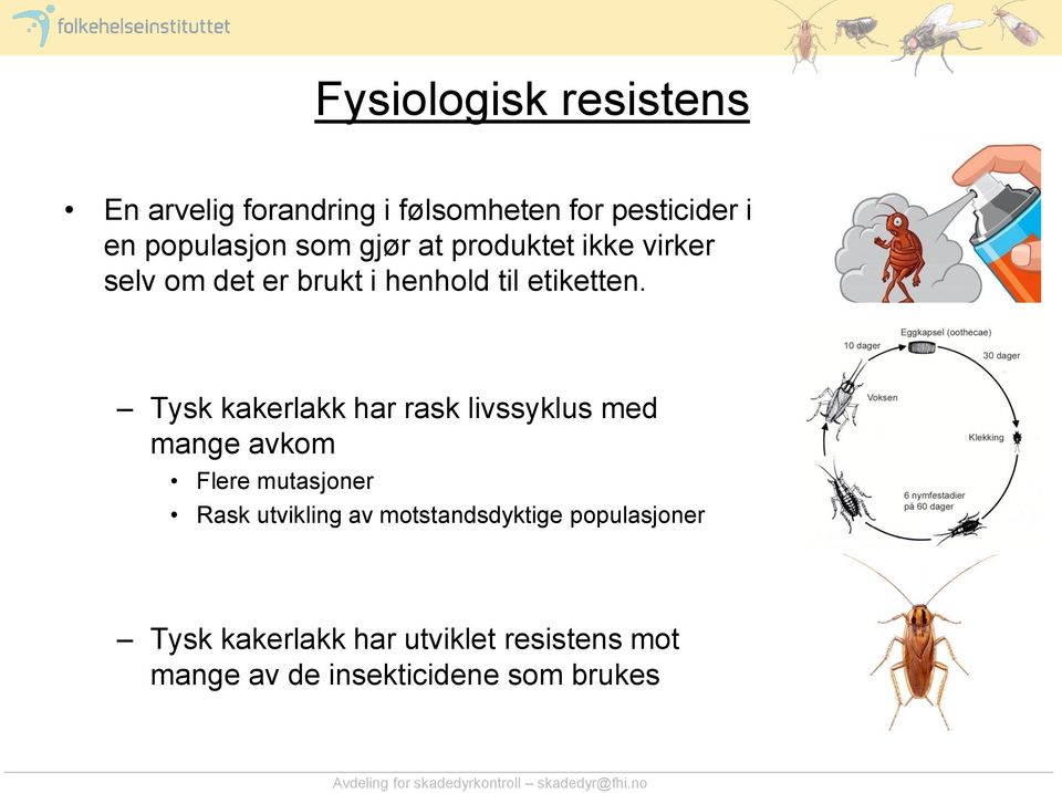 Tysk kakerlakk har rask livssyklus med mange avkom Flere mutasjoner Rask utvikling av
