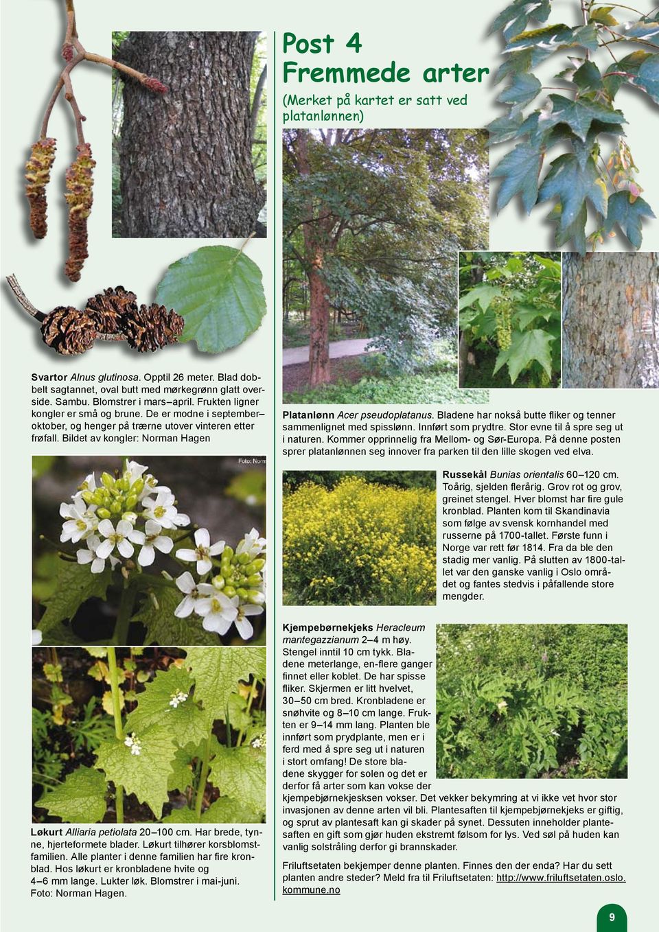 Bildet av kongler: Norman Hagen Platanlønn Acer pseudoplatanus. Bladene har nokså butte fliker og tenner sammenlignet med spisslønn. Innført som prydtre. Stor evne til å spre seg ut i naturen.