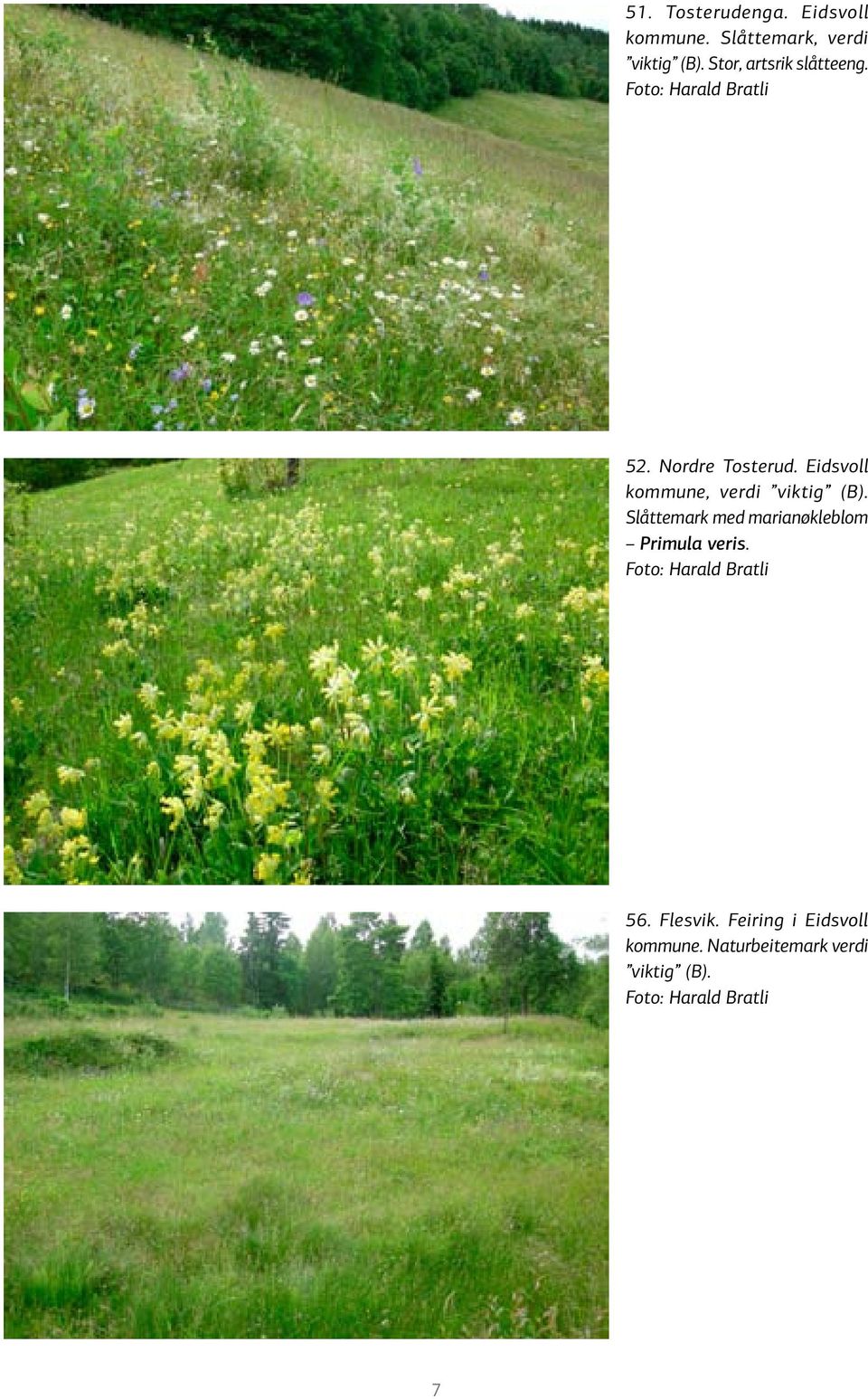 Eidsvoll kommune, verdi viktig (B). Slåtte mark med marianøkleblom Primula veris.