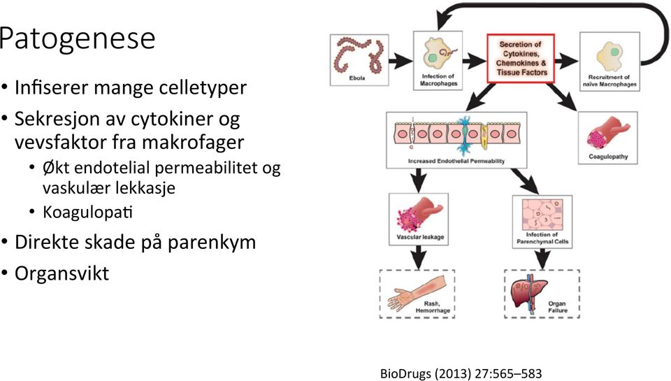 permeabilitet og vaskulær lekkasje KoagulopaF Direkte