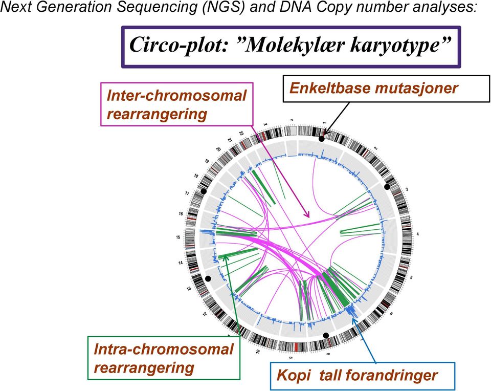 Inter-chromosomal rearrangering Enkeltbase