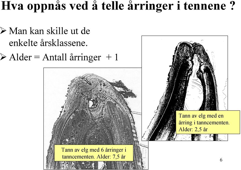 Alder = Antall årringer + 1 Tann av elg med en årring i