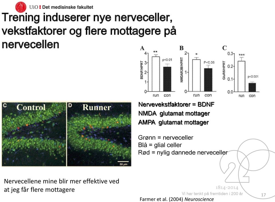 nerveceller Blå = glial celler Rød = nylig dannede nerveceller Nervecellene mine