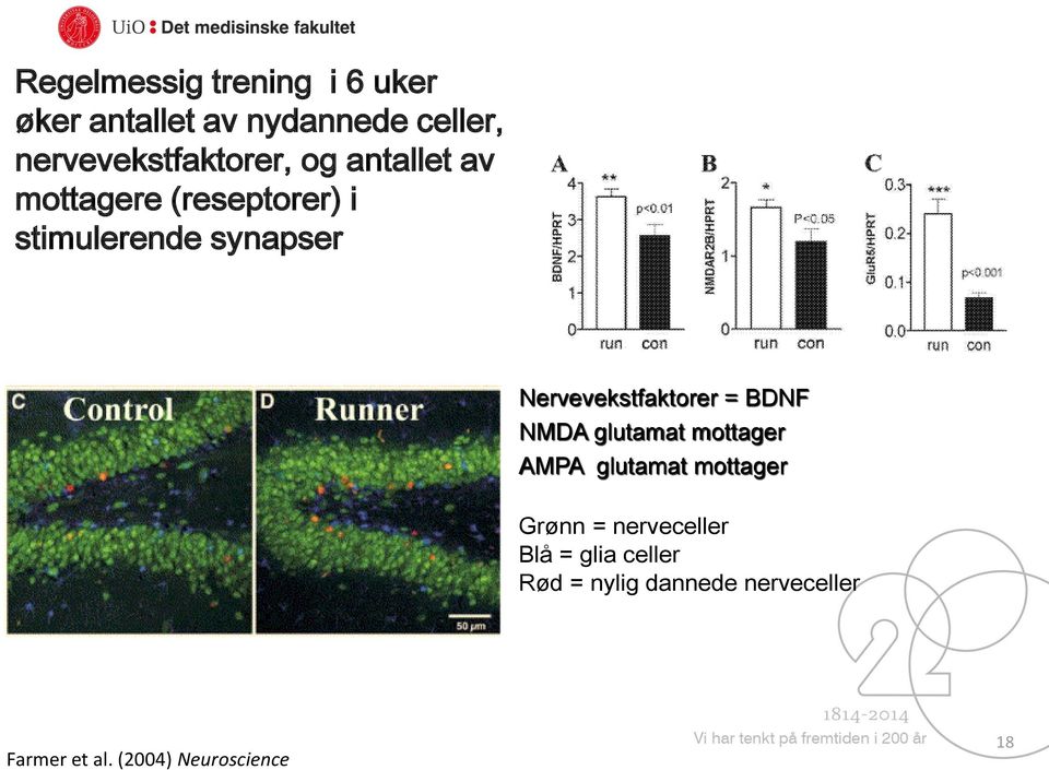 synapser Nervevekstfaktorer = BDNF NMDA glutamat mottager AMPA glutamat mottager