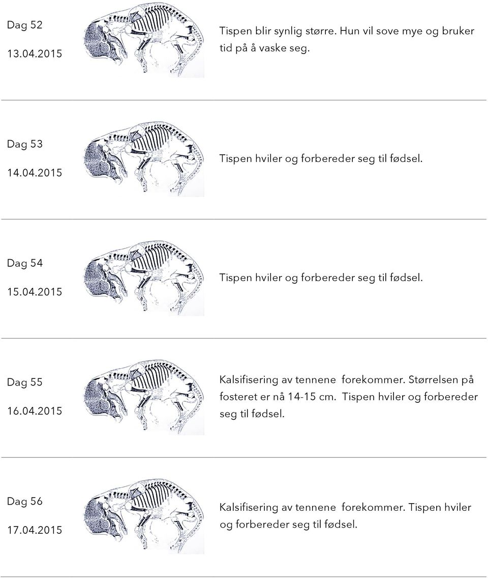 Størrelsen på fosteret er nå 14-15 cm. Tispen hviler og forbereder seg til fødsel. Dag 56 17.04.