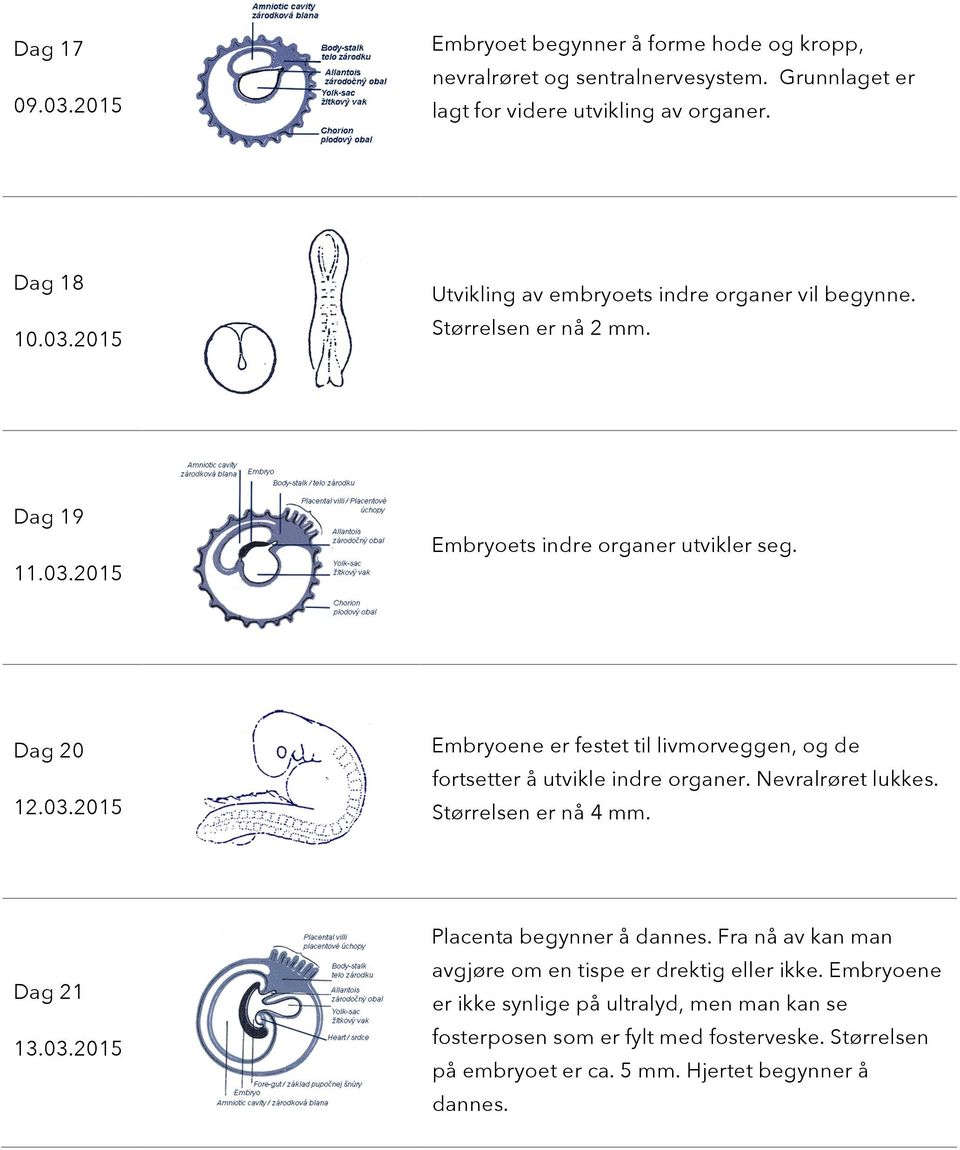 Nevralrøret lukkes. Størrelsen er nå 4 mm. Dag 21 13.03.2015 Placenta begynner å dannes. Fra nå av kan man avgjøre om en tispe er drektig eller ikke.