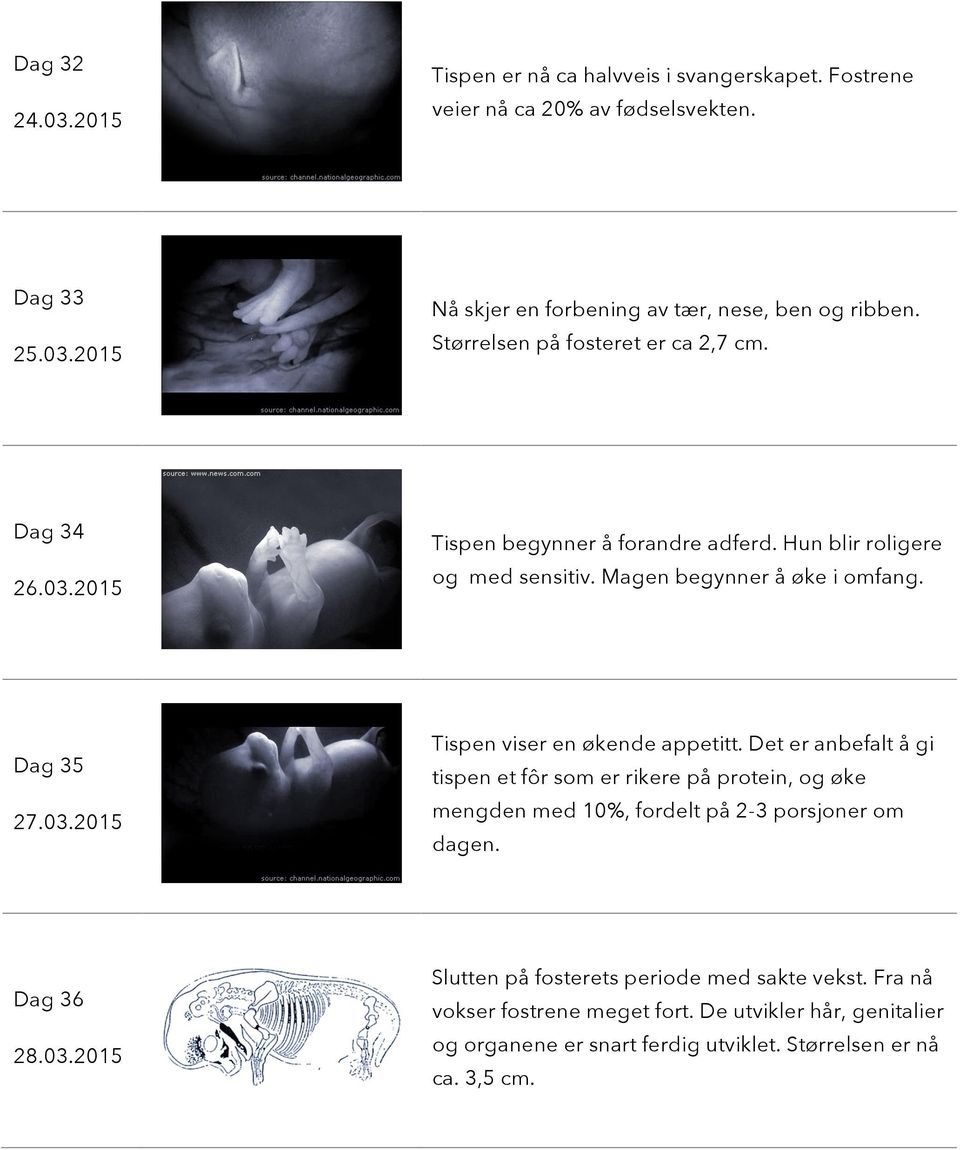 Det er anbefalt å gi tispen et fôr som er rikere på protein, og øke mengden med 10%, fordelt på 2-3 porsjoner om dagen. Dag 36 28.03.