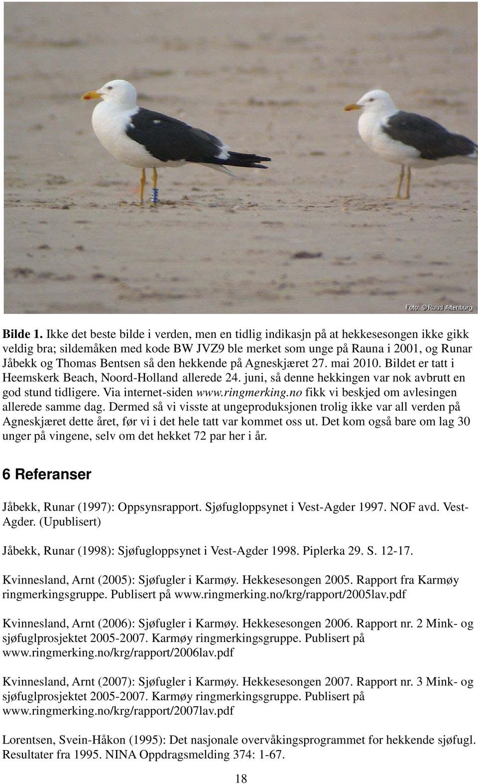 den hekkende på Agneskjæret 27. mai 2010. Bildet er tatt i Heemskerk Beach, Noord-Holland allerede 24. juni, så denne hekkingen var nok avbrutt en god stund tidligere. Via internet-siden www.
