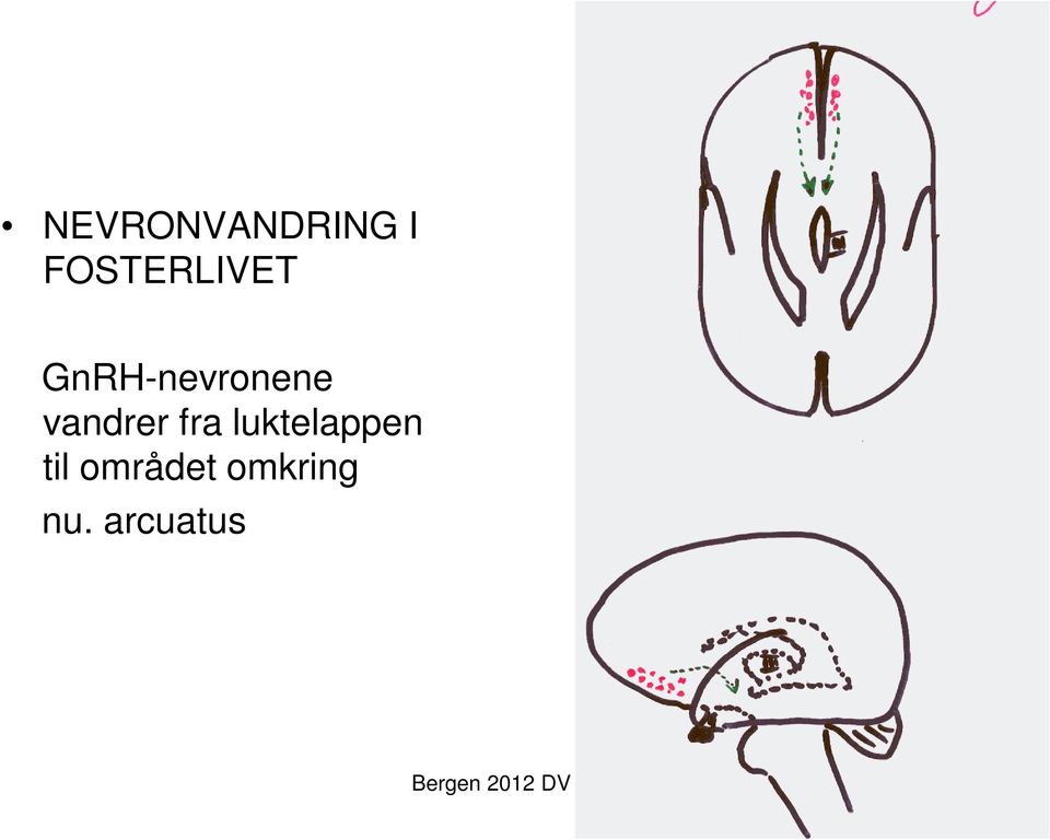 GnRH-nevronene vandrer