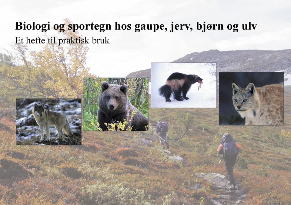 gaupe, jerv, bjørn