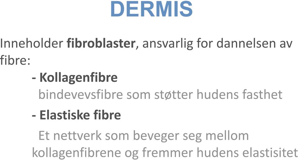 hudens fasthet - Elastiske fibre Et nettverk som