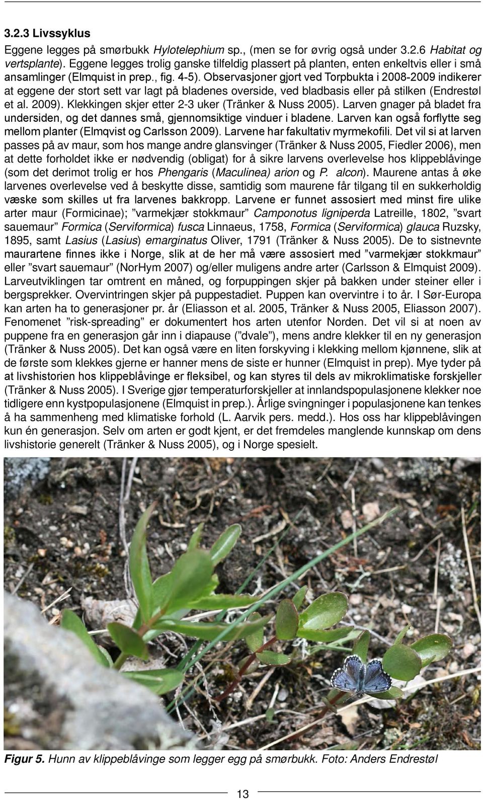 Observasjoner gjort ved Torpbukta i 2008-2009 indikerer at eggene der stort sett var lagt på bladenes overside, ved bladbasis eller på stilken (Endrestøl et al. 2009).