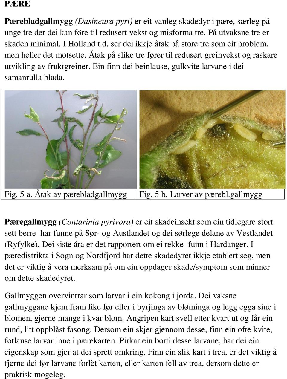 Larver av pærebl.gallmygg Pæregallmygg (Contarinia pyrivora) er eit skadeinsekt som ein tidlegare stort sett berre har funne på Sør- og Austlandet og dei sørlege delane av Vestlandet (Ryfylke).