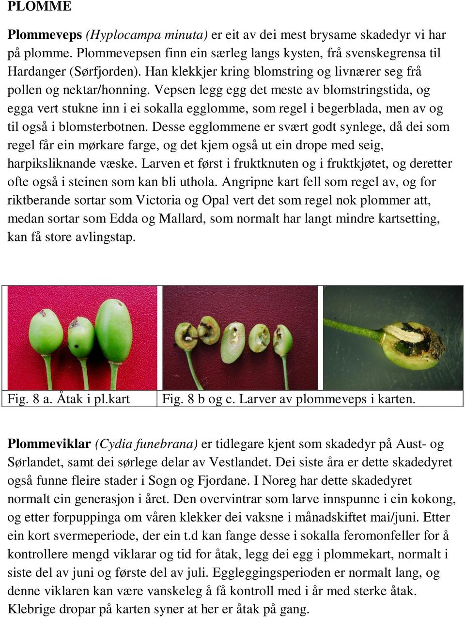 Vepsen legg egg det meste av blomstringstida, og egga vert stukne inn i ei sokalla egglomme, som regel i begerblada, men av og til også i blomsterbotnen.