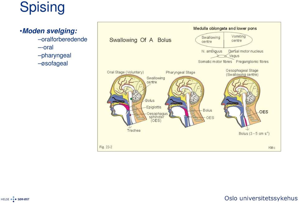 oralforberedende