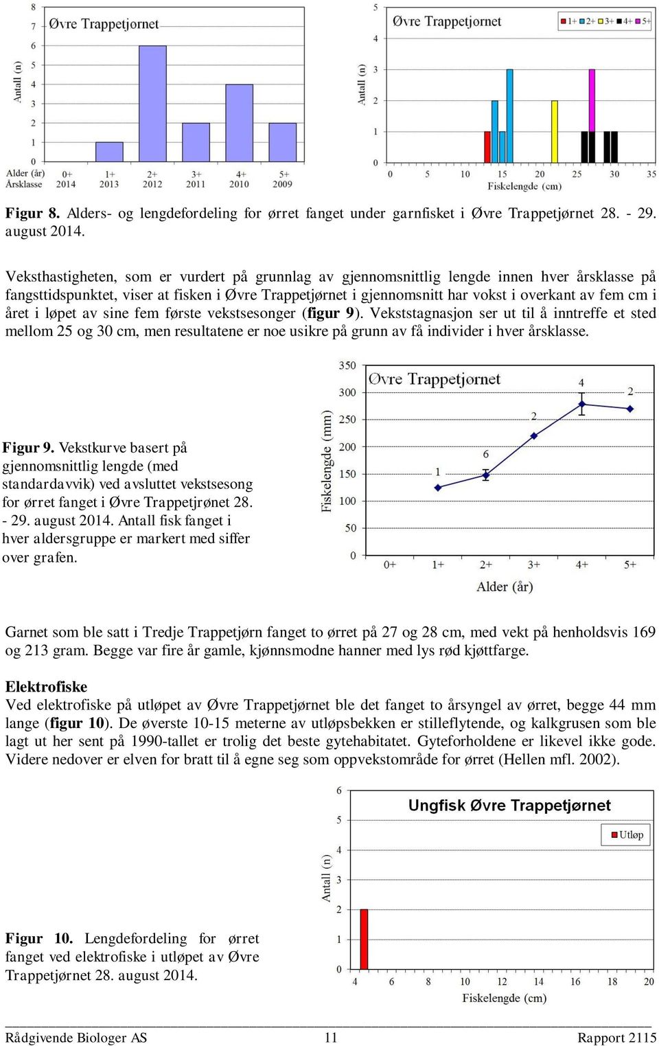 året i løpet av sine fem første vekstsesonger (figur 9). Vekststagnasjon ser ut til å inntreffe et sted mellom 25 og 30 cm, men resultatene er noe usikre på grunn av få individer i hver årsklasse.