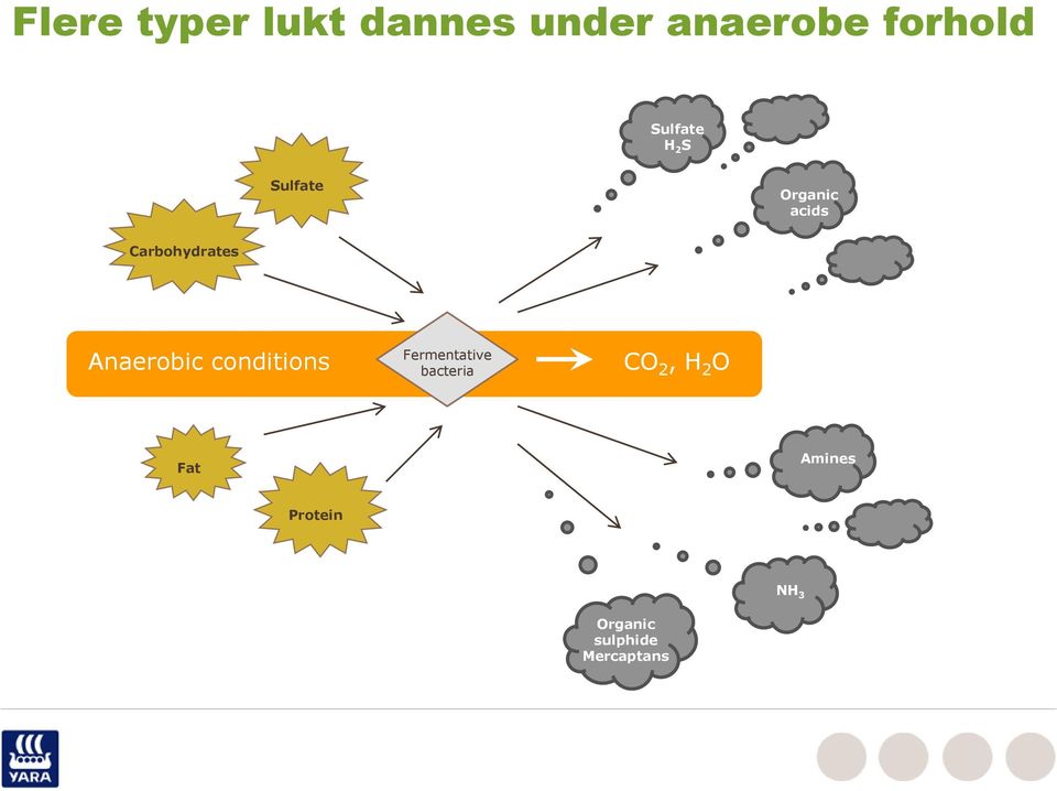 Anaerobic conditions Fermentative bacteria CO 2, H